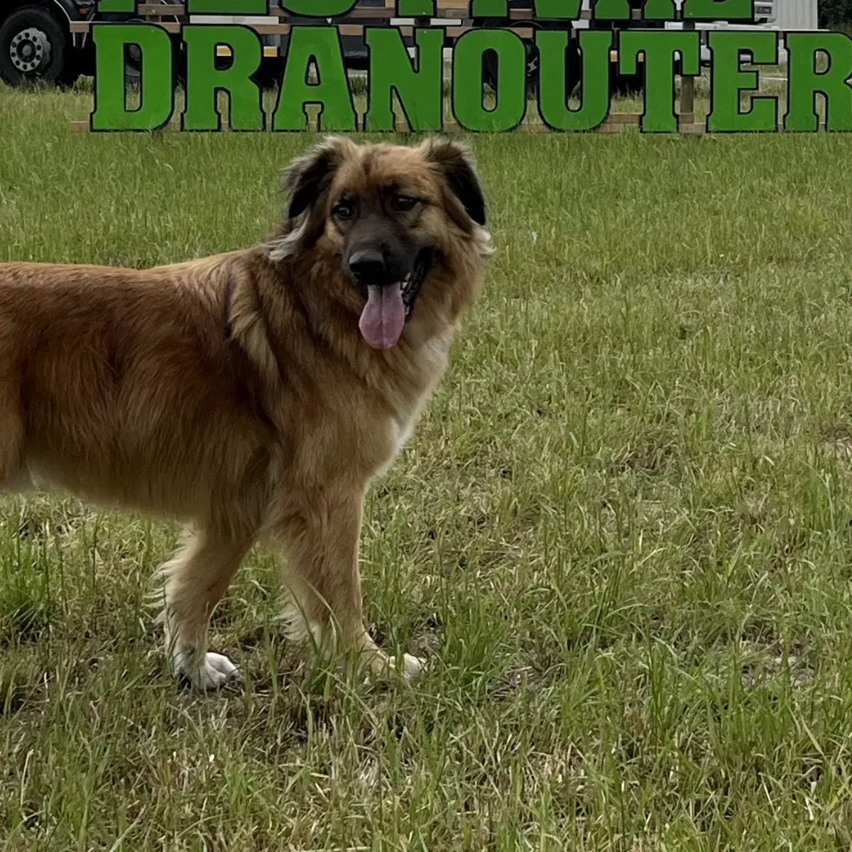 Chief Site Inspector - Afbeelding 6