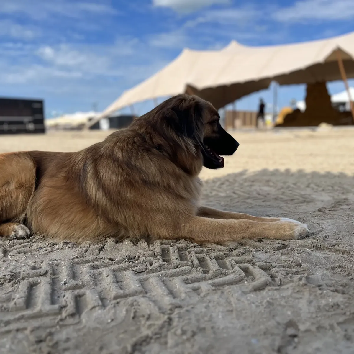 Chief Site Inspector - Afbeelding 5